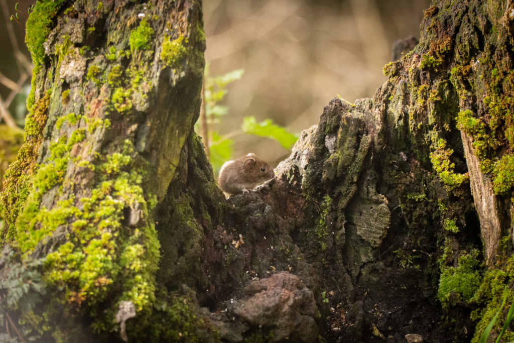 10 Tips for starting wildlife photography - Nature with Holly